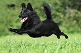 SCHIPPERKE 681